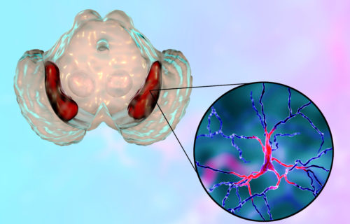 Black substance of the midbrain and its dopaminergic neurons, 3D illustration. Black substance regulates movement and reward, its degeneration is a key step in development of Parkinson's disease